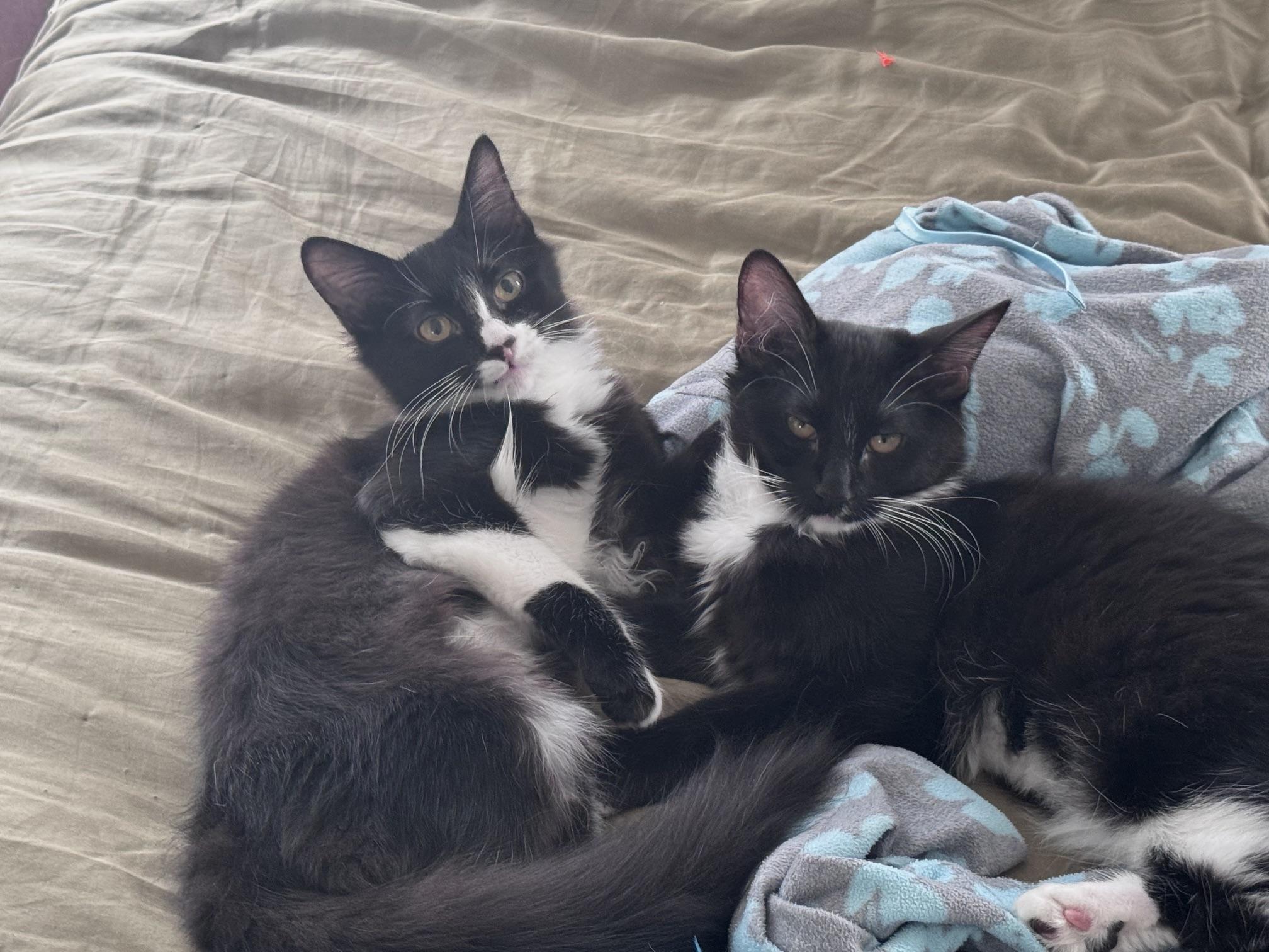 Enlarge Thumper & Templeton - Twinsies, a Adoptable mixed breed in Rocklin, CA image 3/6