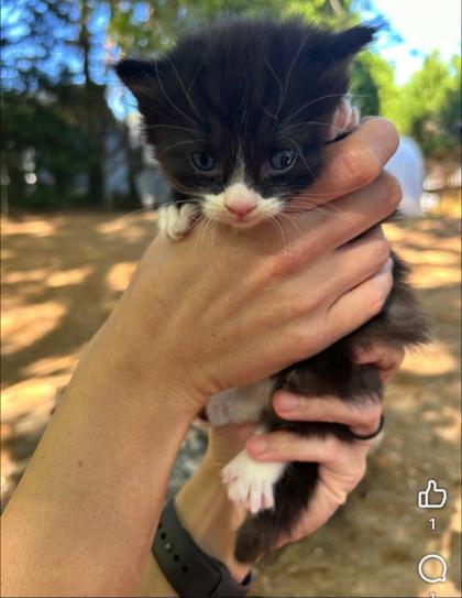 Def Leppard, Adoptable, Kitten Male Domestic Short Hair & Domestic Short Hair.