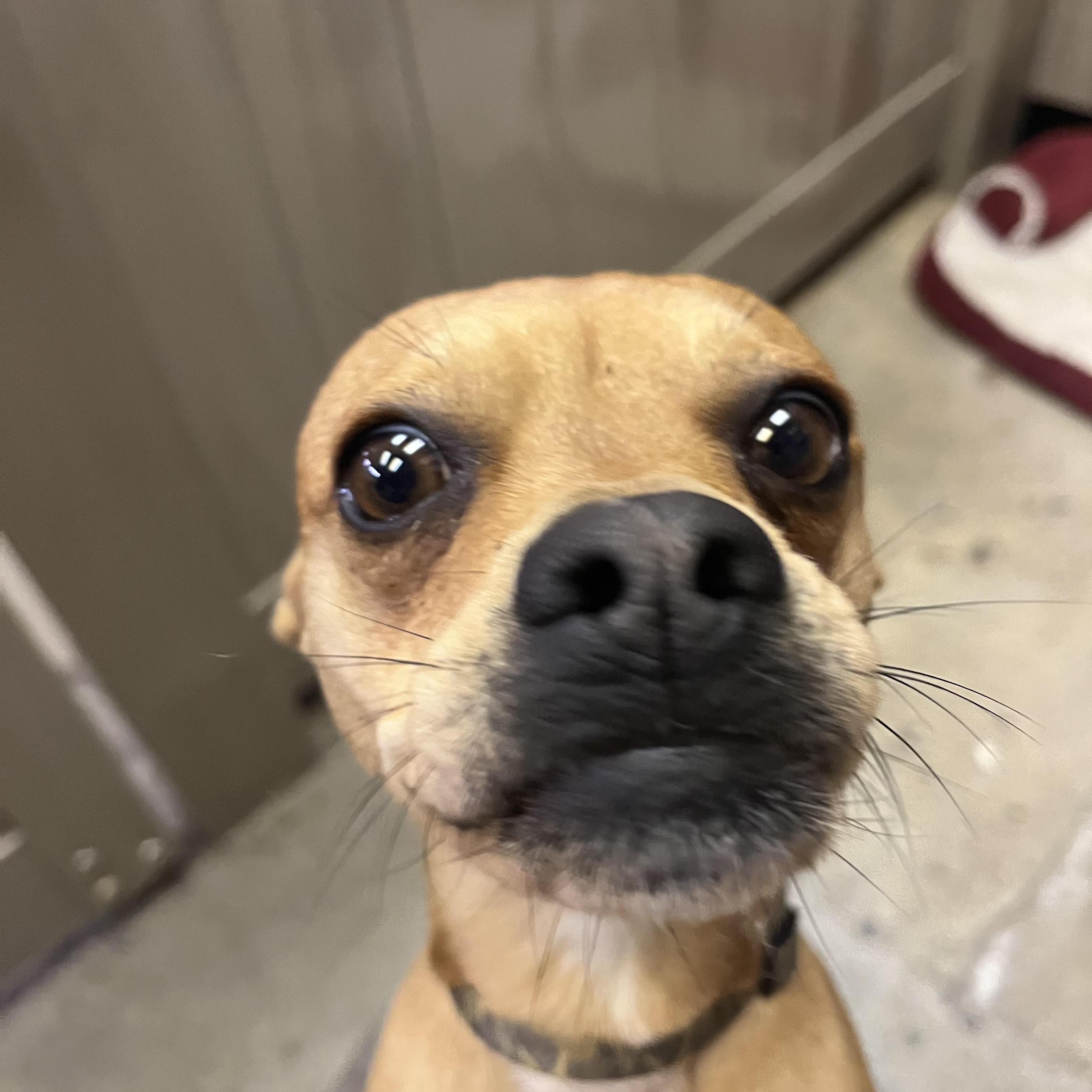 Spike, ADOPTABLE, Young Male Chihuahua & Puggle.