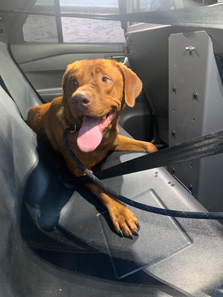 Brown Stray, Adoptable, Young Male Rhodesian Ridgeback.