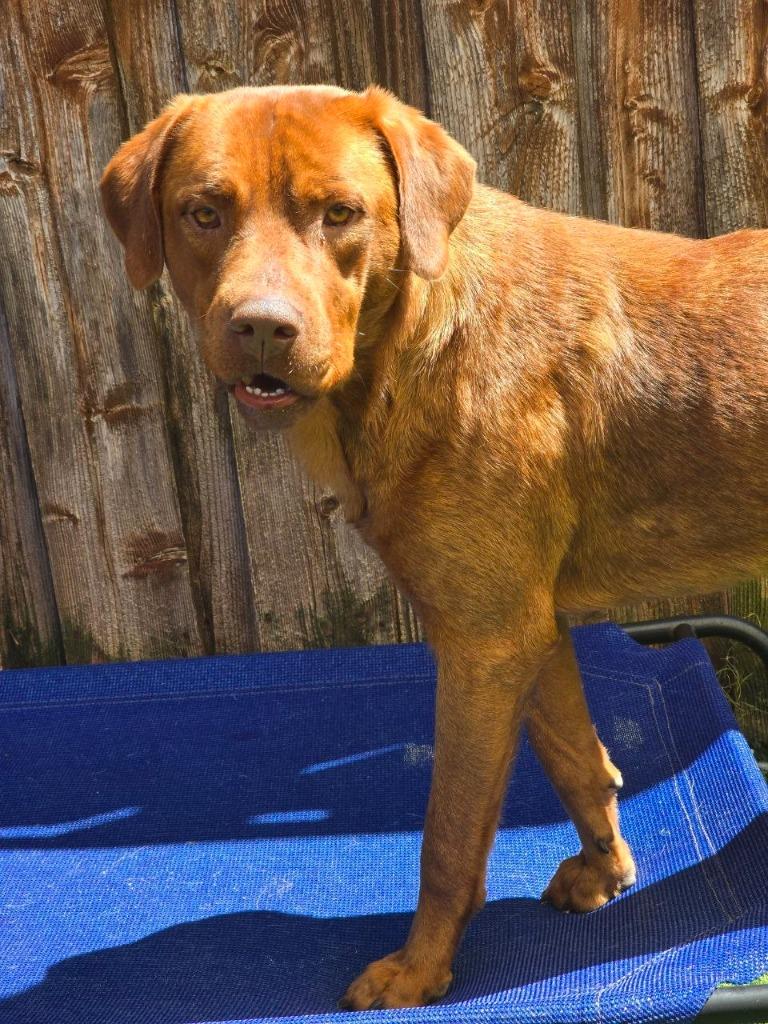 Red, a Adoptable Rhodesian Ridgeback in Highland Village, TX image 2/2