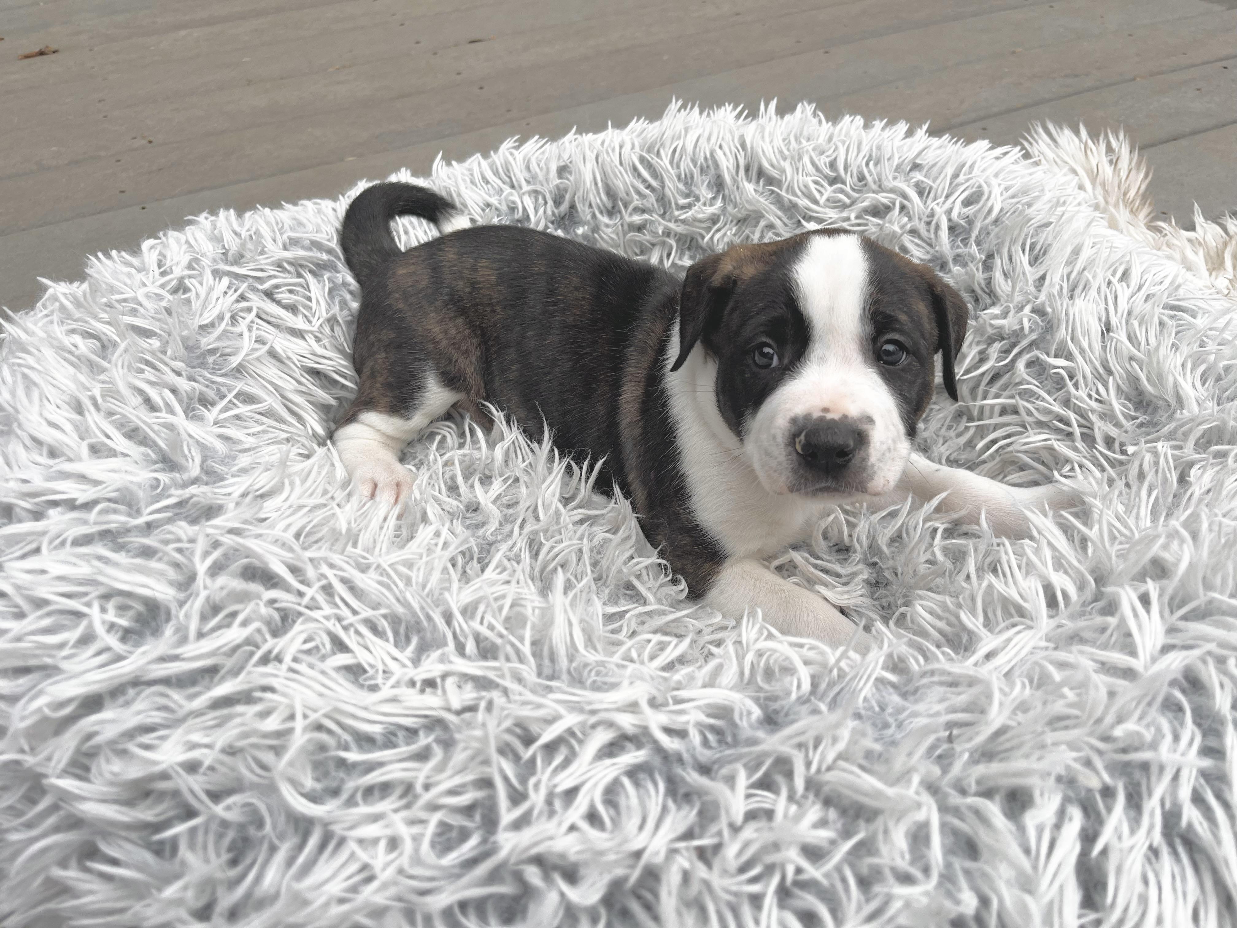 Enlarge Charlie Brown, a Adoptable mixed breed in Huntingtown, MD image 3/6