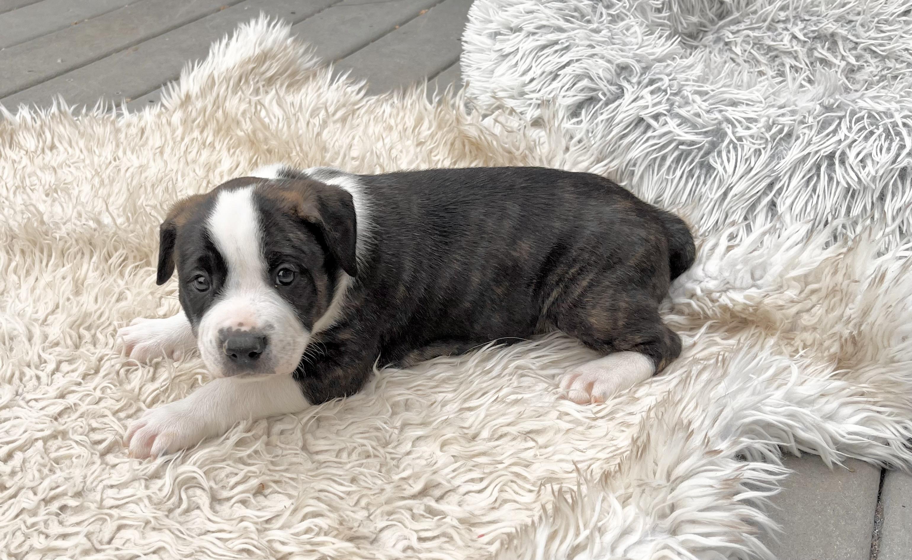 Enlarge Charlie Brown, a Adoptable mixed breed in Huntingtown, MD image 2/6