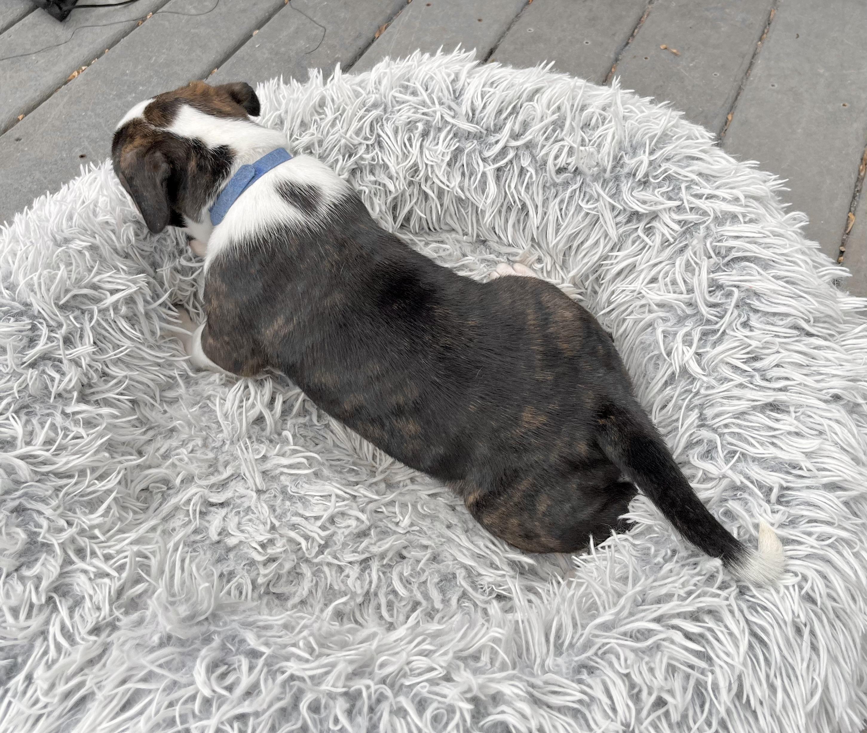 Enlarge Charlie Brown, a Adoptable mixed breed in Huntingtown, MD image 5/6