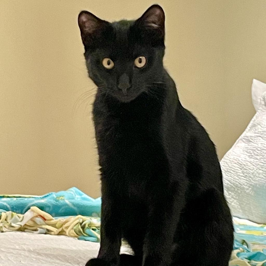 Enlarge Albert, a Adoptable Domestic Short Hair in Overland Park, KS image 1/2