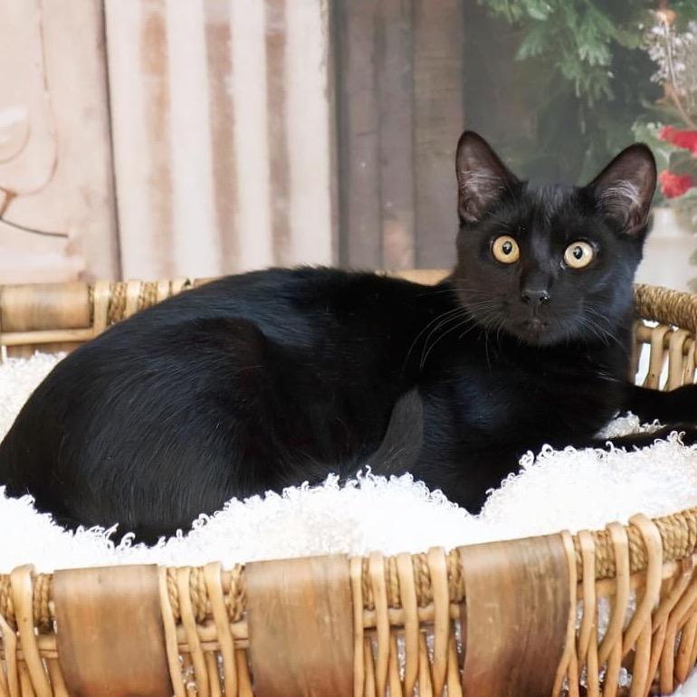 Enlarge Albert, a Adoptable Domestic Short Hair in Overland Park, KS image 2/2