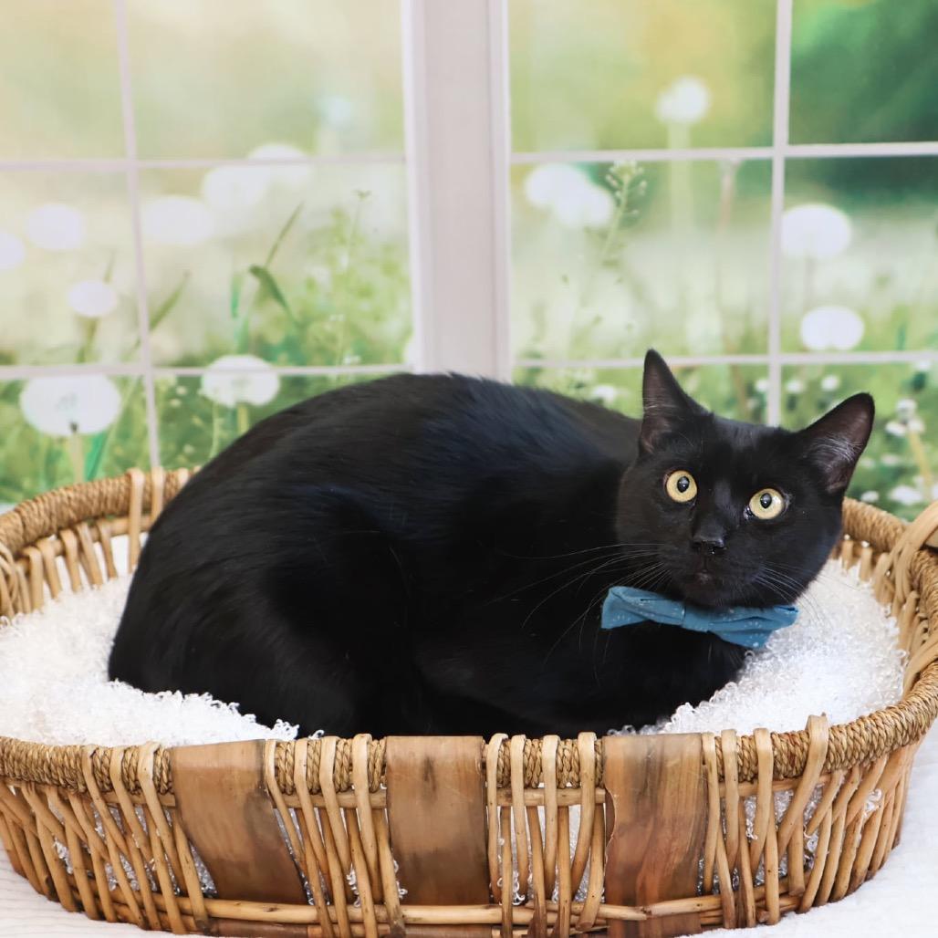 Enlarge Albert, a Adoptable Domestic Short Hair in Overland Park, KS image 4/6