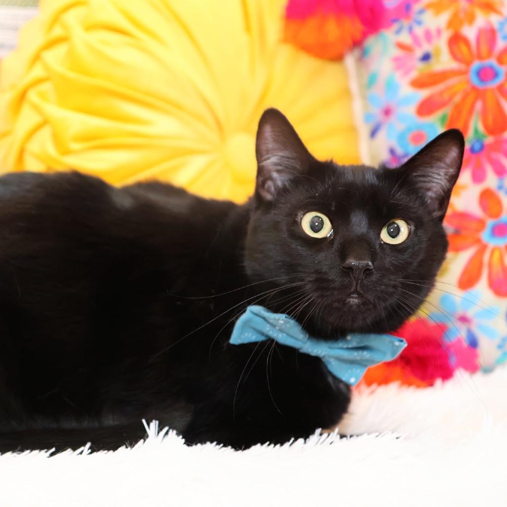 Enlarge Albert, a Adoptable Domestic Short Hair in Overland Park, KS image 5/6
