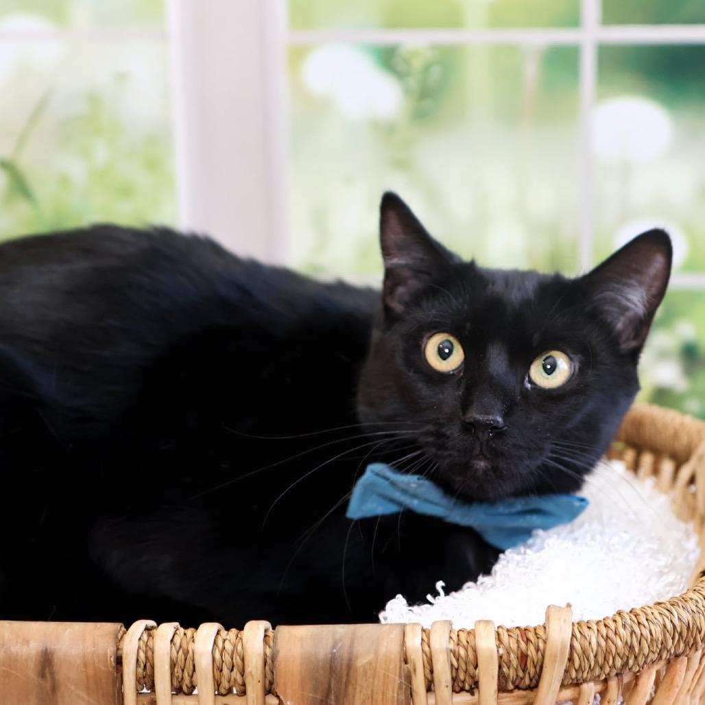 Enlarge Albert, a Adoptable Domestic Short Hair in Overland Park, KS image 6/6