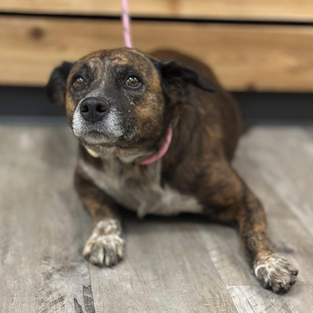 Enlarge Thelma II, a Adoptable mixed breed in Mount Pleasant, TX image 1/2