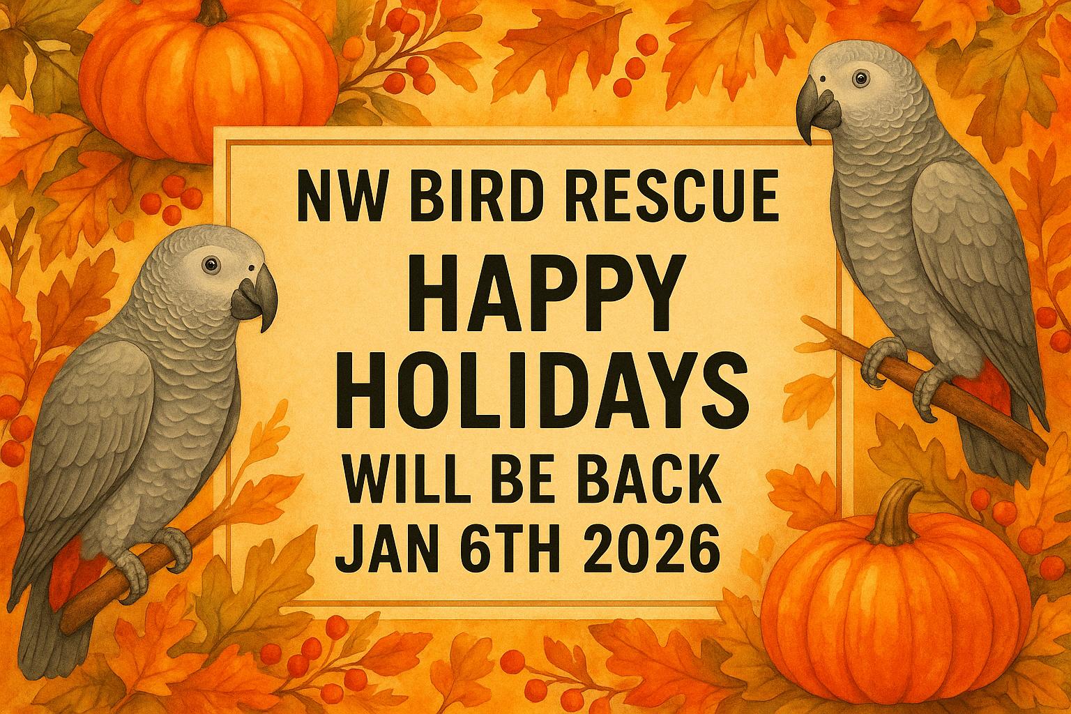 Happy Holidays!, adoptable, Adult Unknown African Grey.