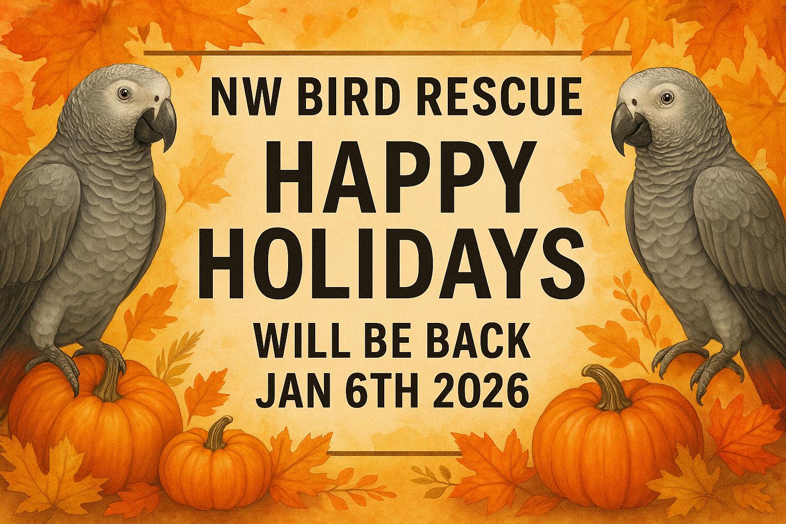 Enlarge Happy Holidays!, an adoptable African Grey in Vancouver, WA image 2/2