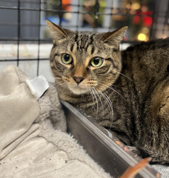 Fritzi, Adult Female Domestic Short Hair