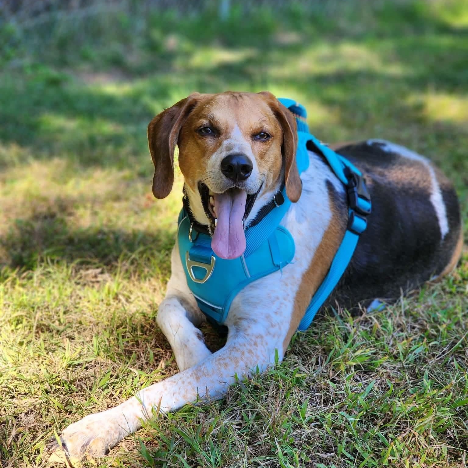 Enlarge Earl -currently seeking foster-, a Adoptable Hound in Cherryfield, ME image 1/2