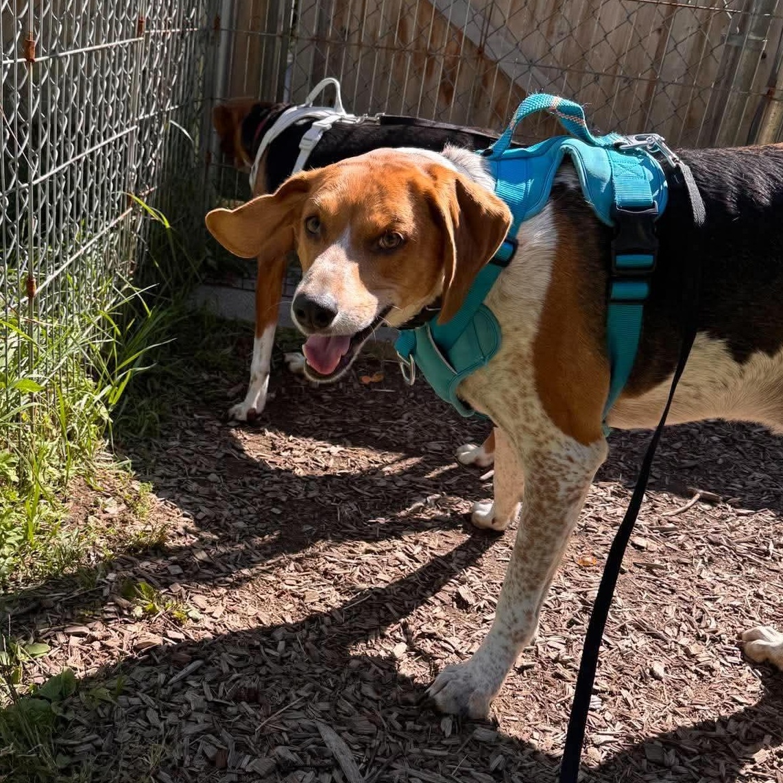 Enlarge Earl -currently seeking foster-, a Adoptable Hound in Cherryfield, ME image 2/2