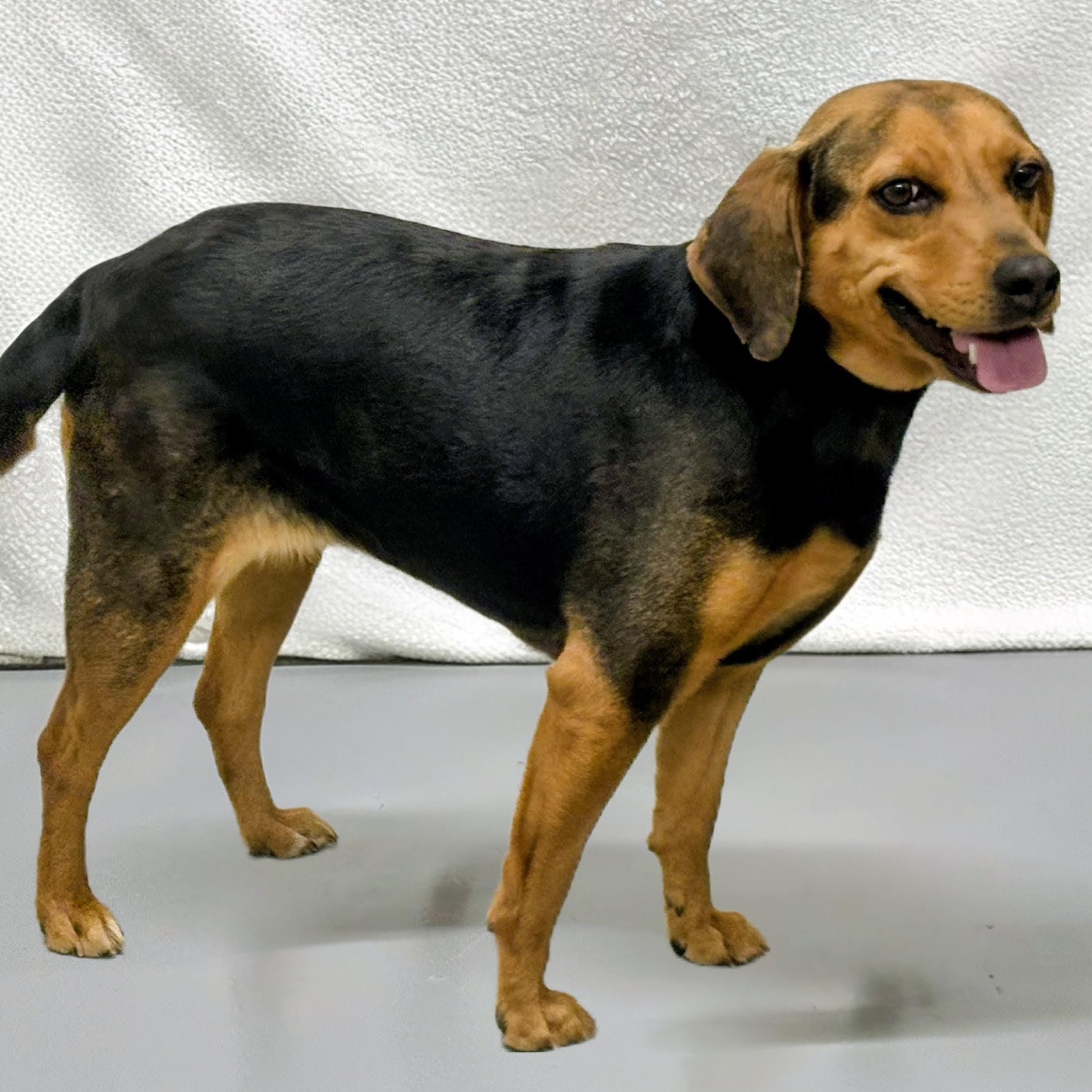 Enlarge Daisy, a ADOPTABLE mixed breed in Aurora, NE image 2/2