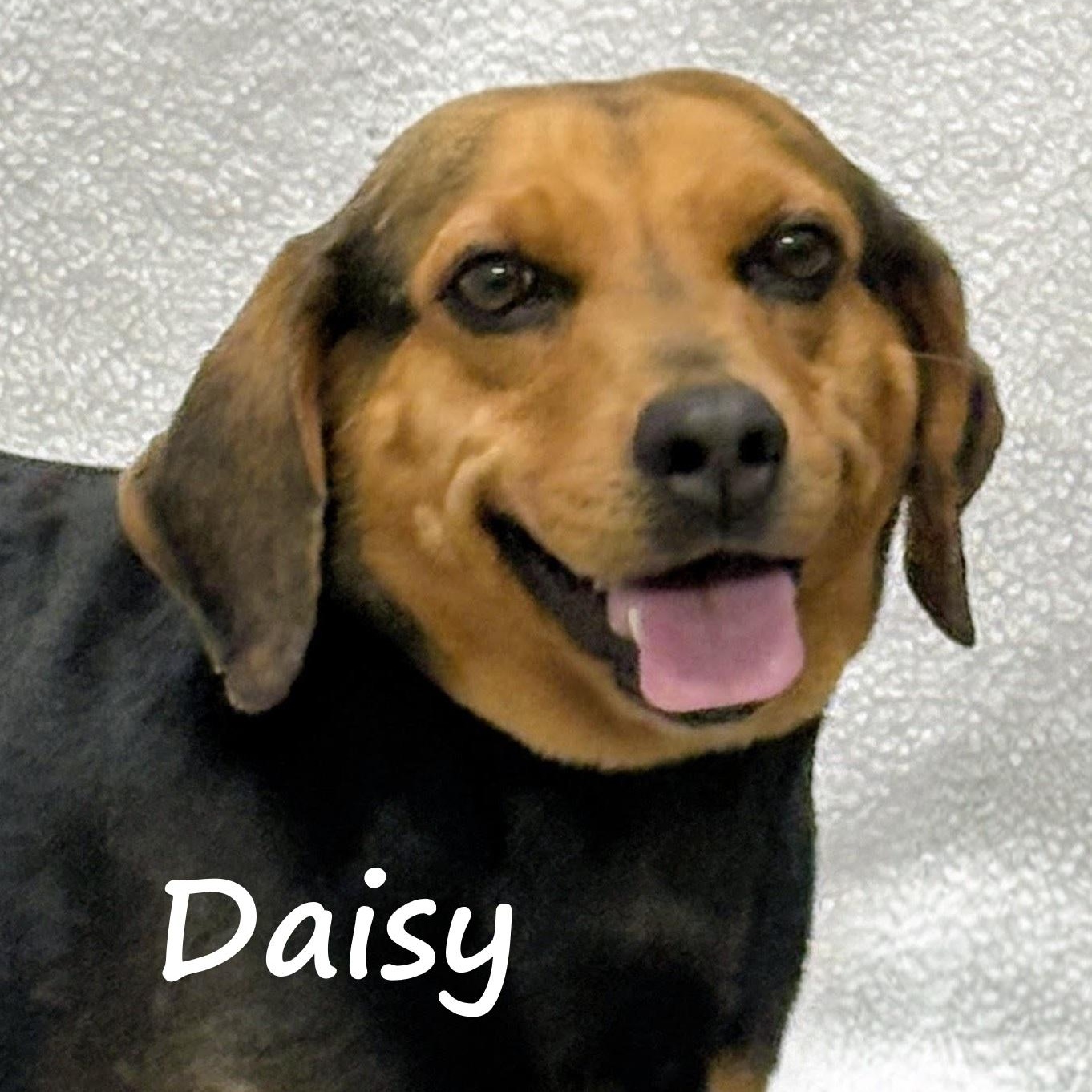 Daisy, ADOPTABLE, Adult Female Beagle.