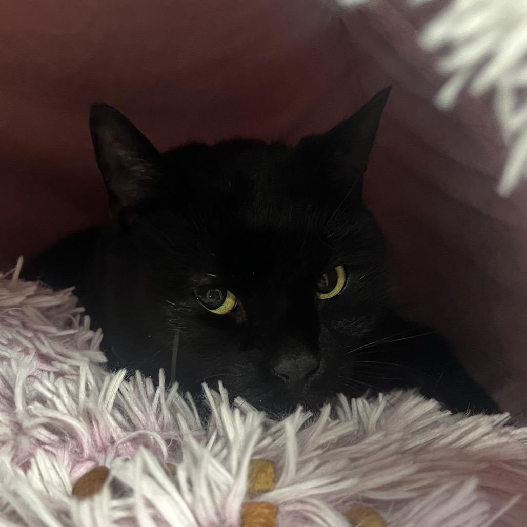 Enlarge Ezlyn, a Adoptable mixed breed in Mentor, OH image 1/2