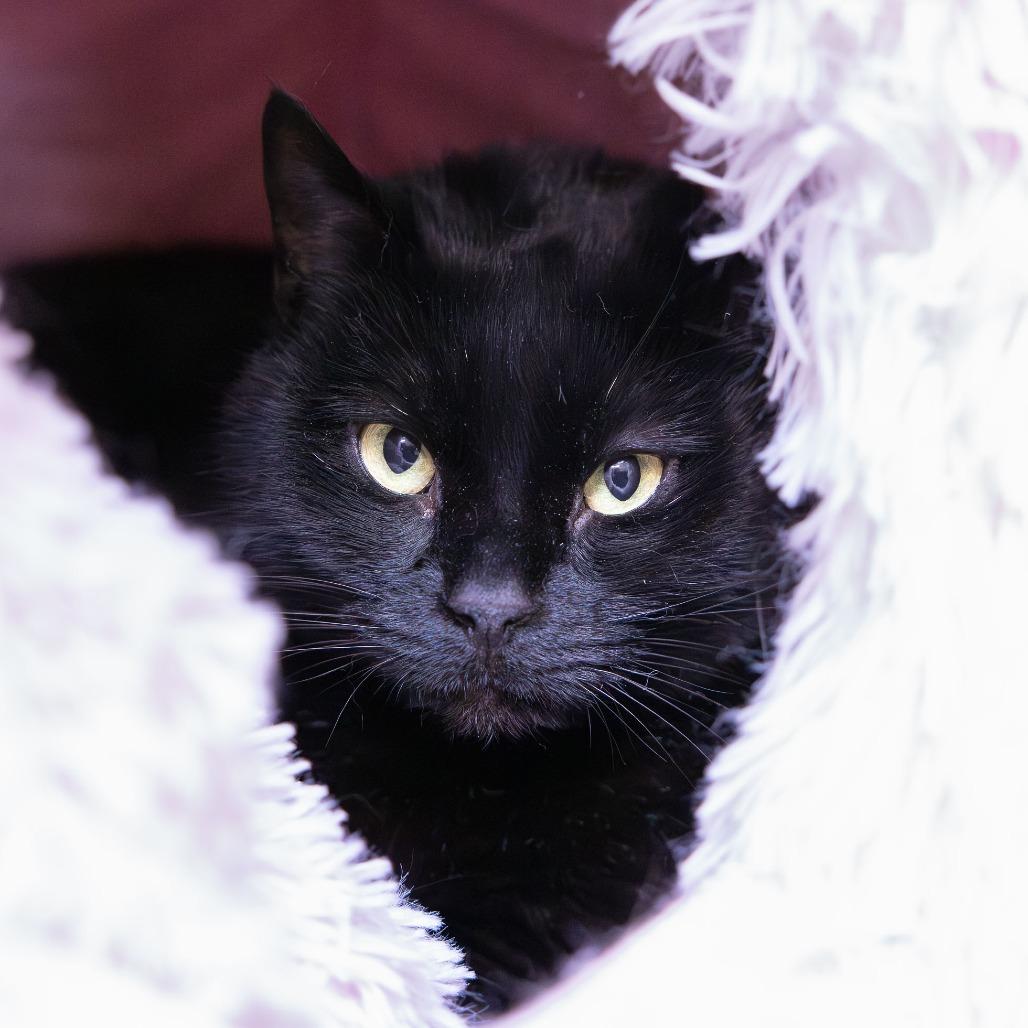 Enlarge Ezlyn, a Adoptable mixed breed in Mentor, OH image 2/2