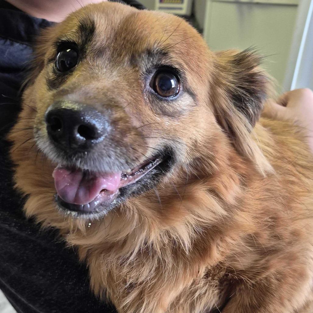 Brownie, Adoptable, Adult Female Mixed Breed & Pomeranian.
