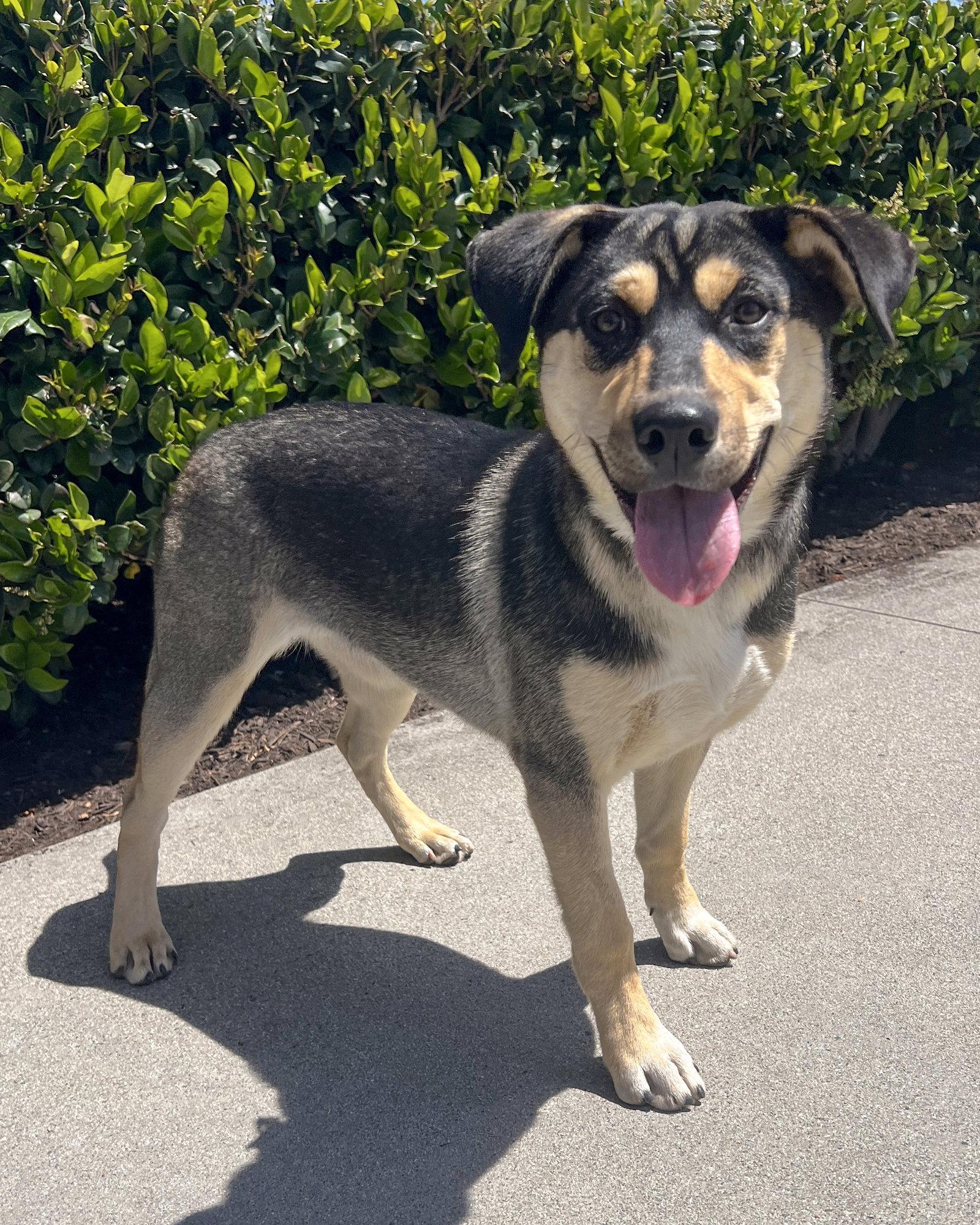 Enlarge Bellatrix, a Adoptable mixed breed in Corona, CA image 1/3