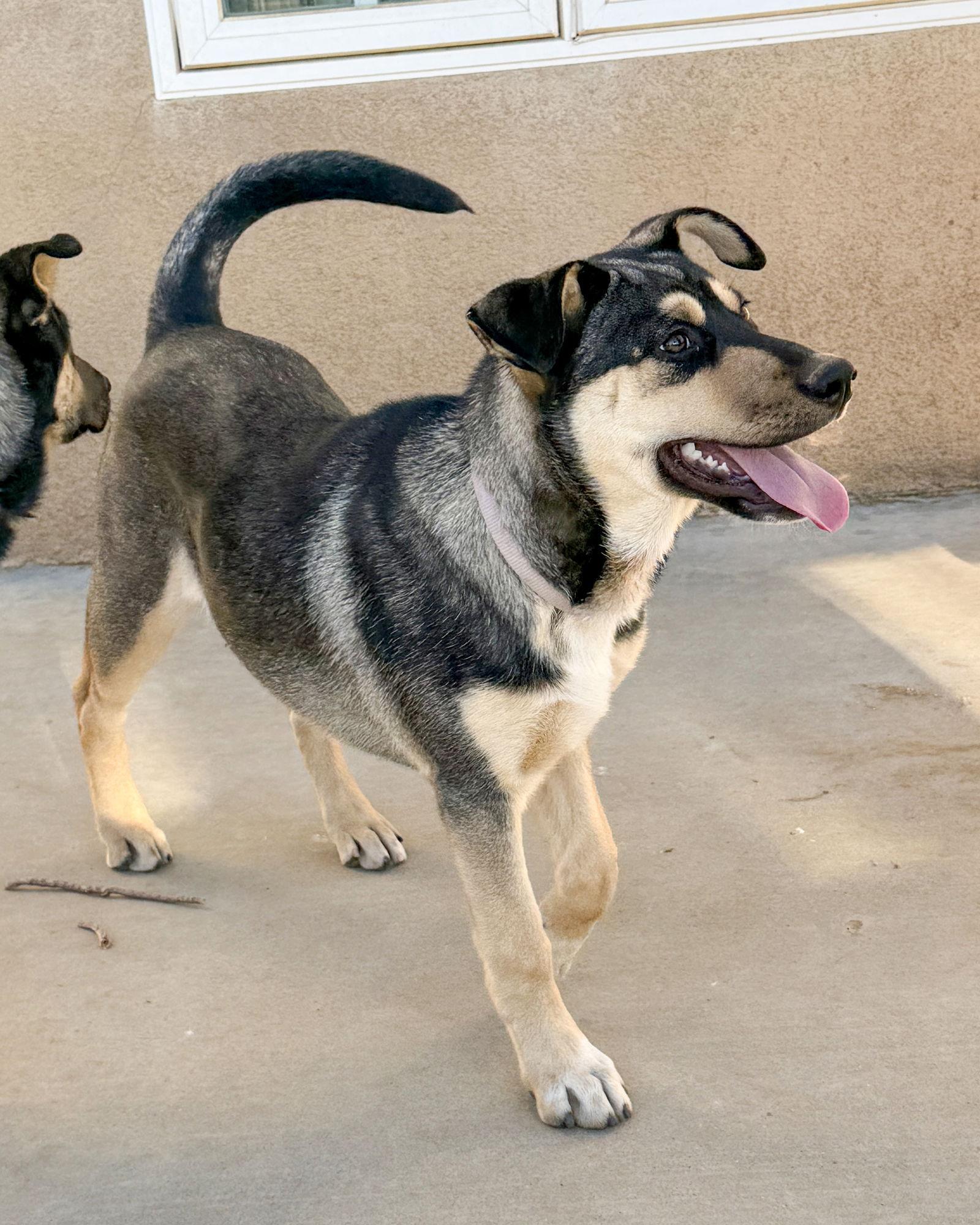 Bellatrix, Adoptable, Puppy Female Husky & German Shepherd Dog.