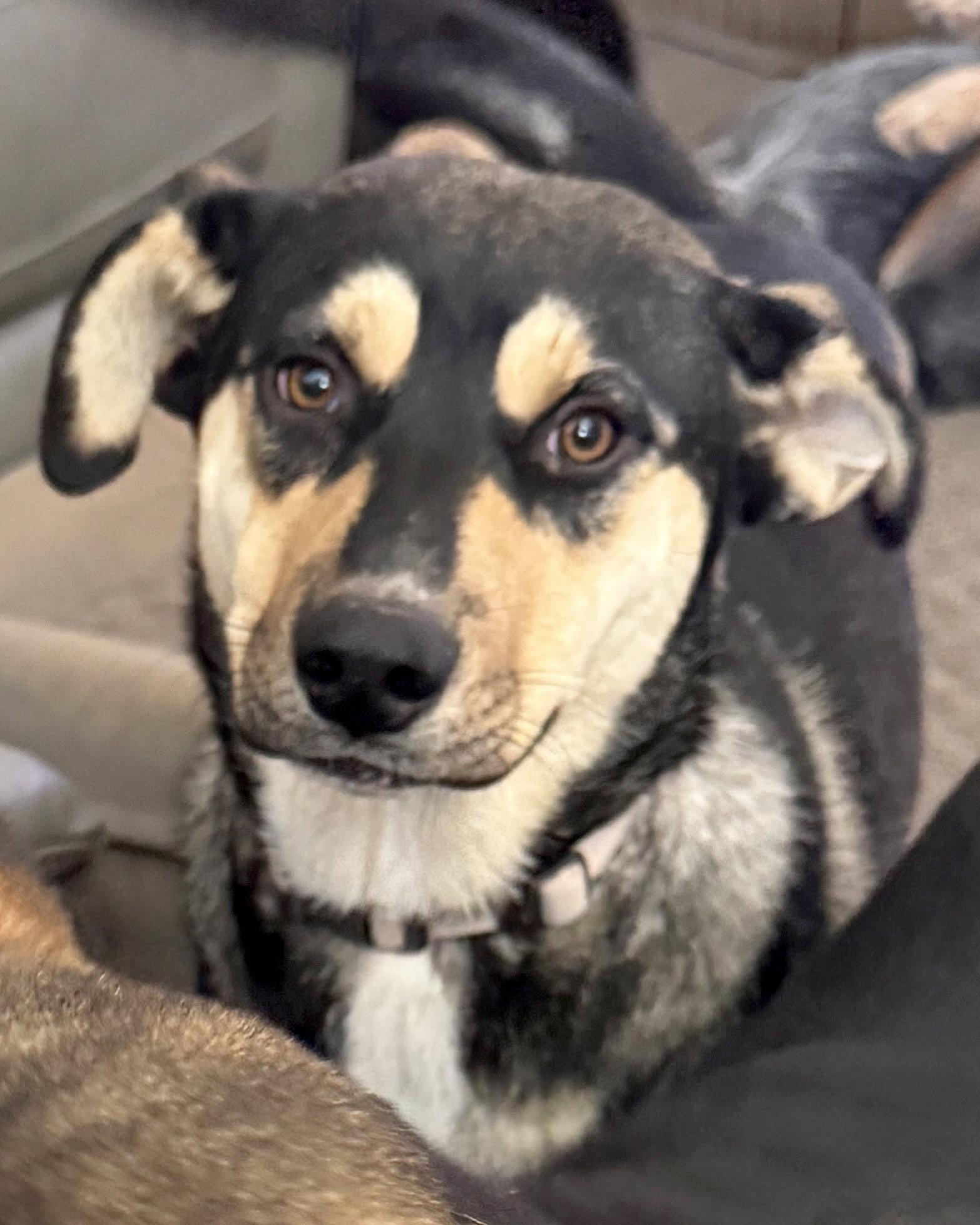 Enlarge Bellatrix, a Adoptable mixed breed in Corona, CA image 2/3