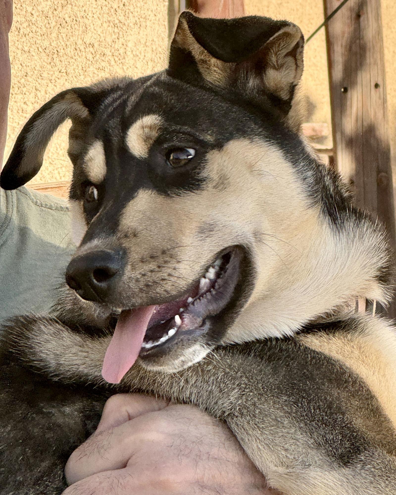 Enlarge Bellatrix, a Adoptable mixed breed in Corona, CA image 2/3