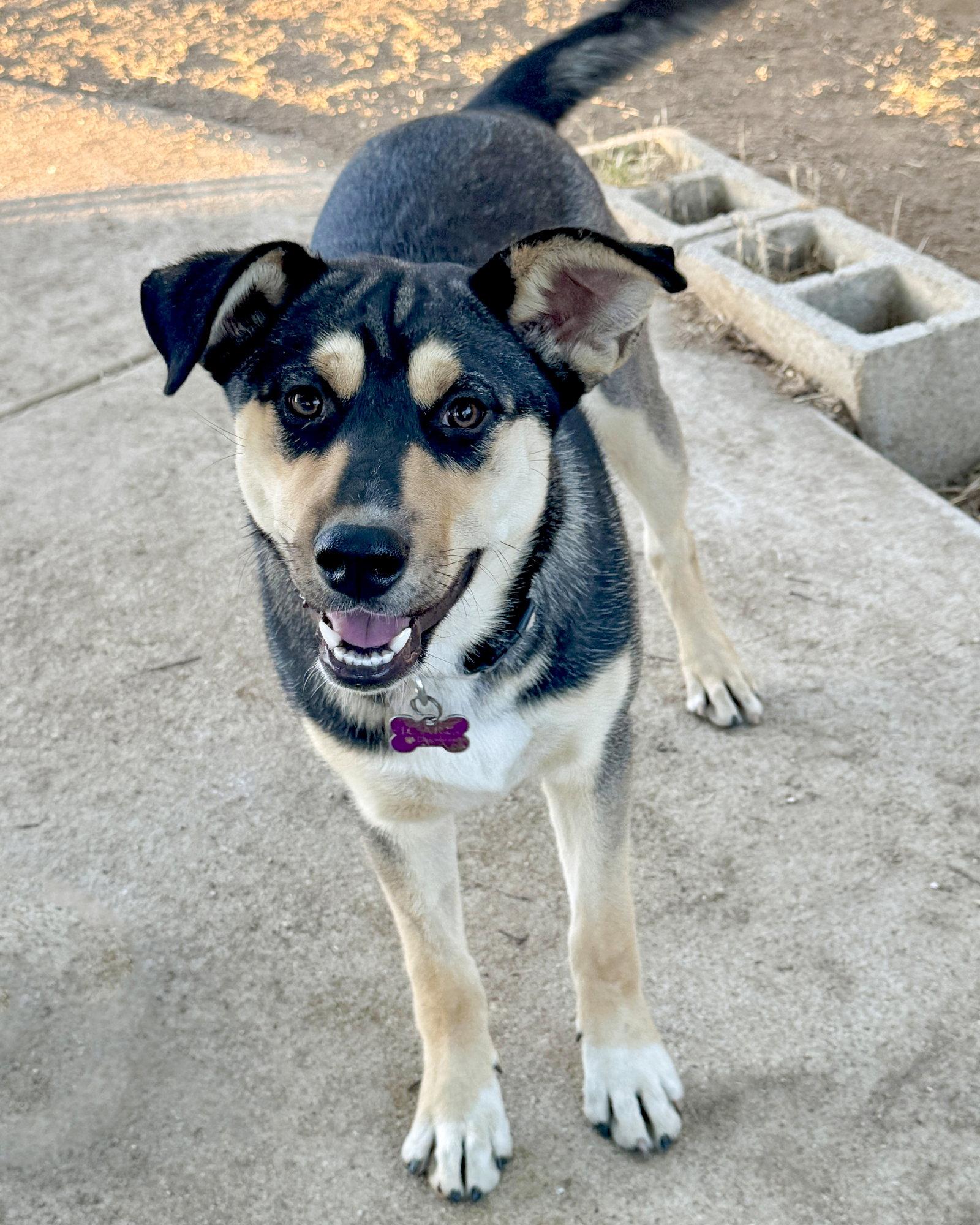 Enlarge Bellatrix, a Adoptable mixed breed in Corona, CA image 2/3