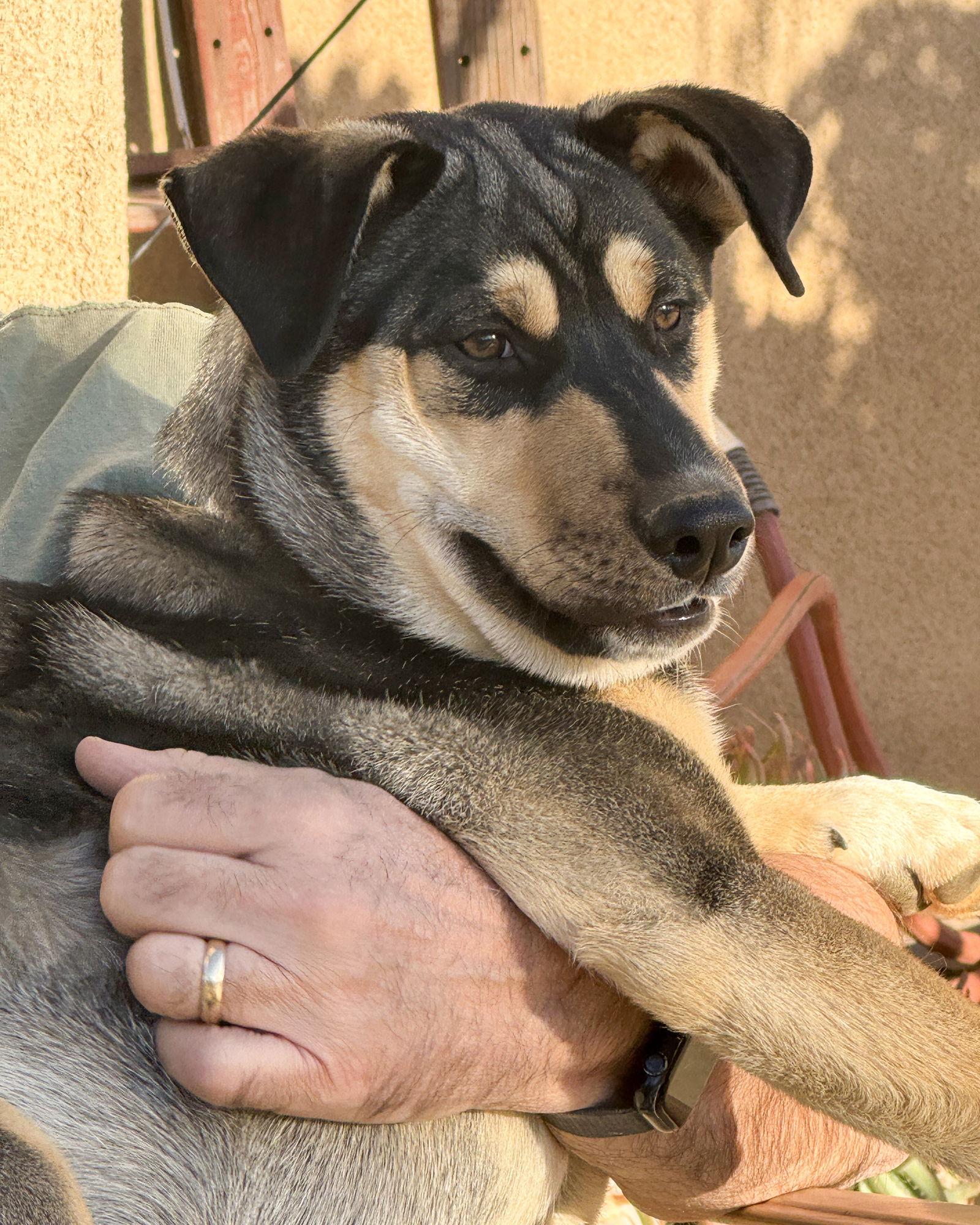 Enlarge Bellatrix, a Adoptable mixed breed in Corona, CA image 3/3