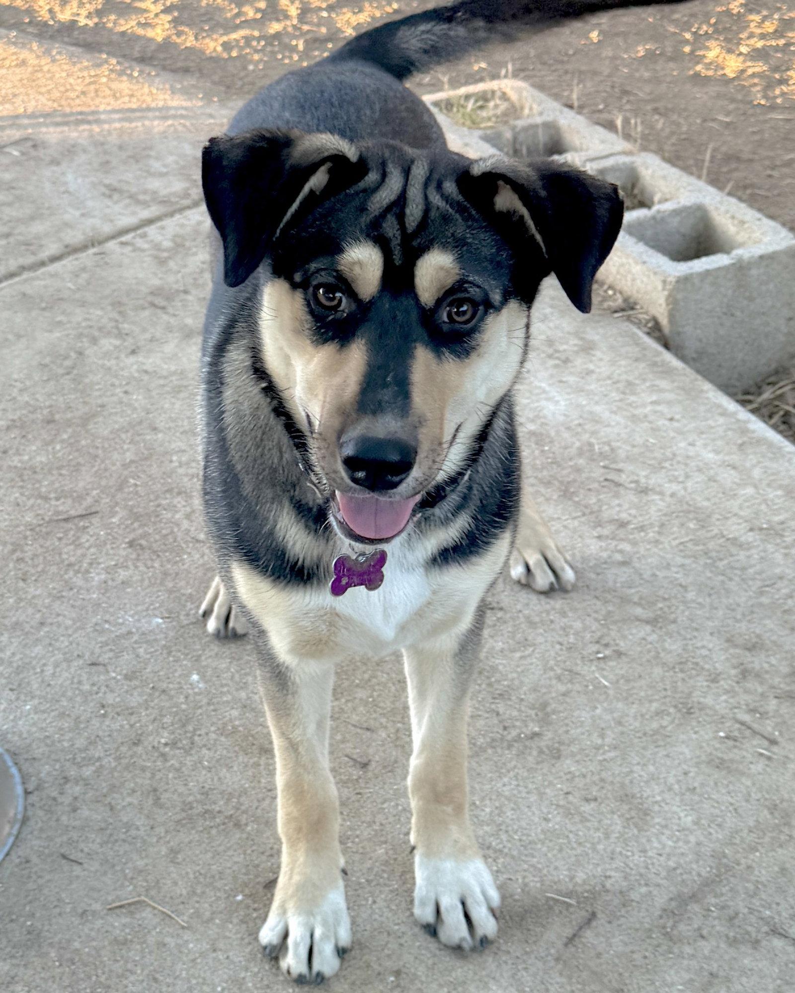 Enlarge Bellatrix, a Adoptable mixed breed in Corona, CA image 3/3