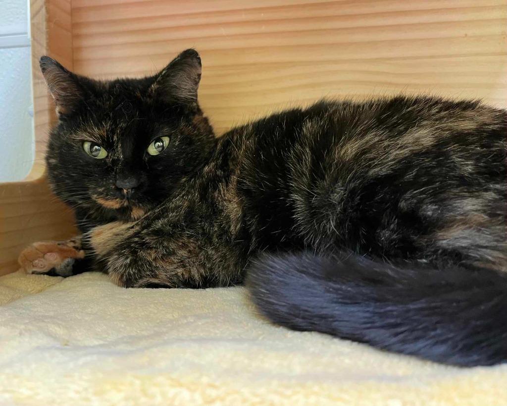 Oatcake, ADOPTABLE, Young Female Domestic Short Hair.