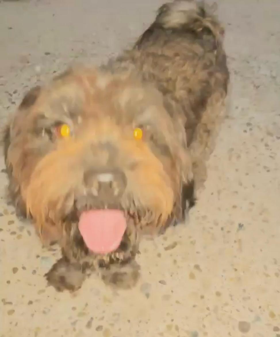 Snickers, Adoptable, Adult Male Shih Tzu.