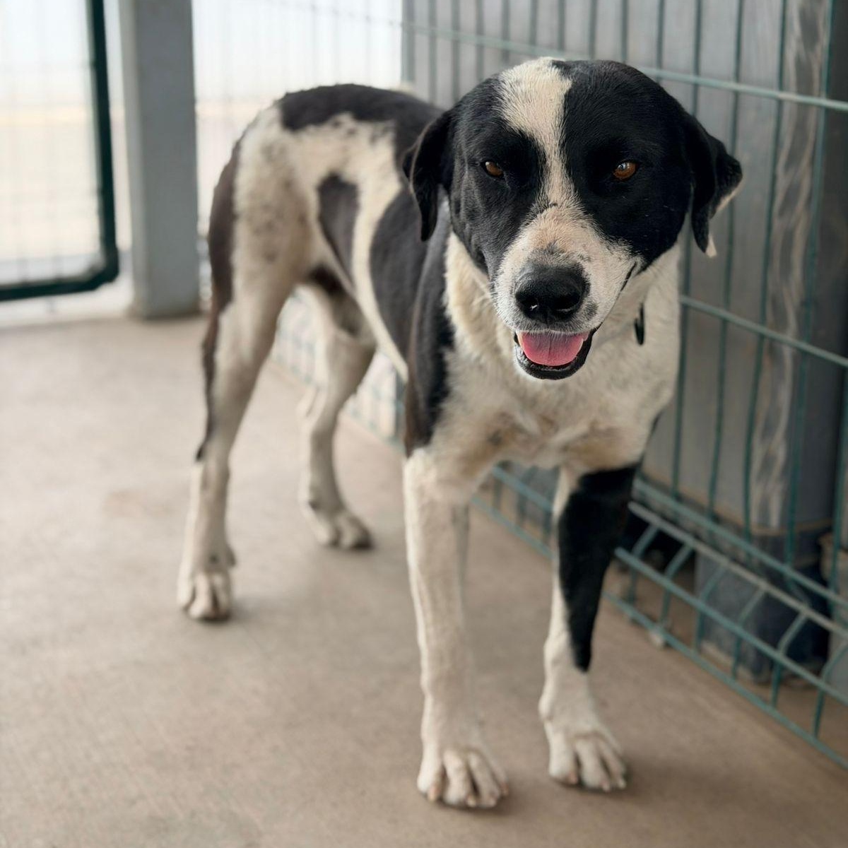 Enlarge Lucky, a Adoptable mixed breed in Ames, IA image 3/6