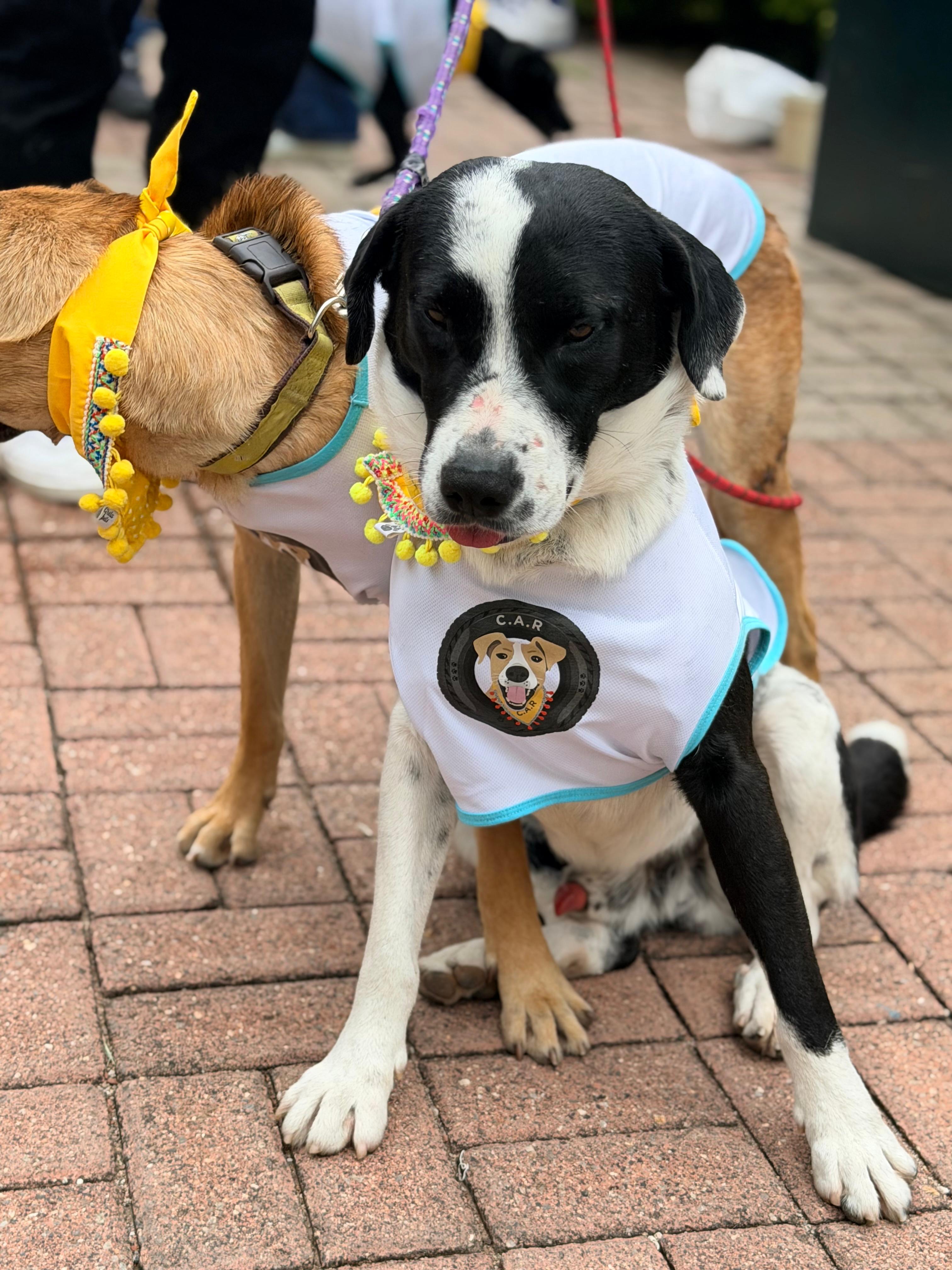 Enlarge Lucky, a Adoptable mixed breed in Ames, IA image 6/6