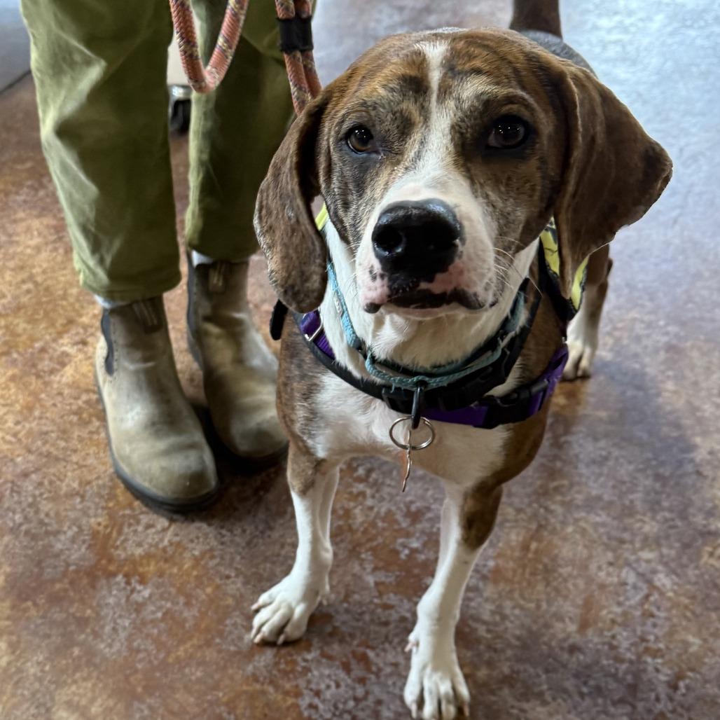 Enlarge Pickles, a Adoptable mixed breed in Bend, OR image 1/6