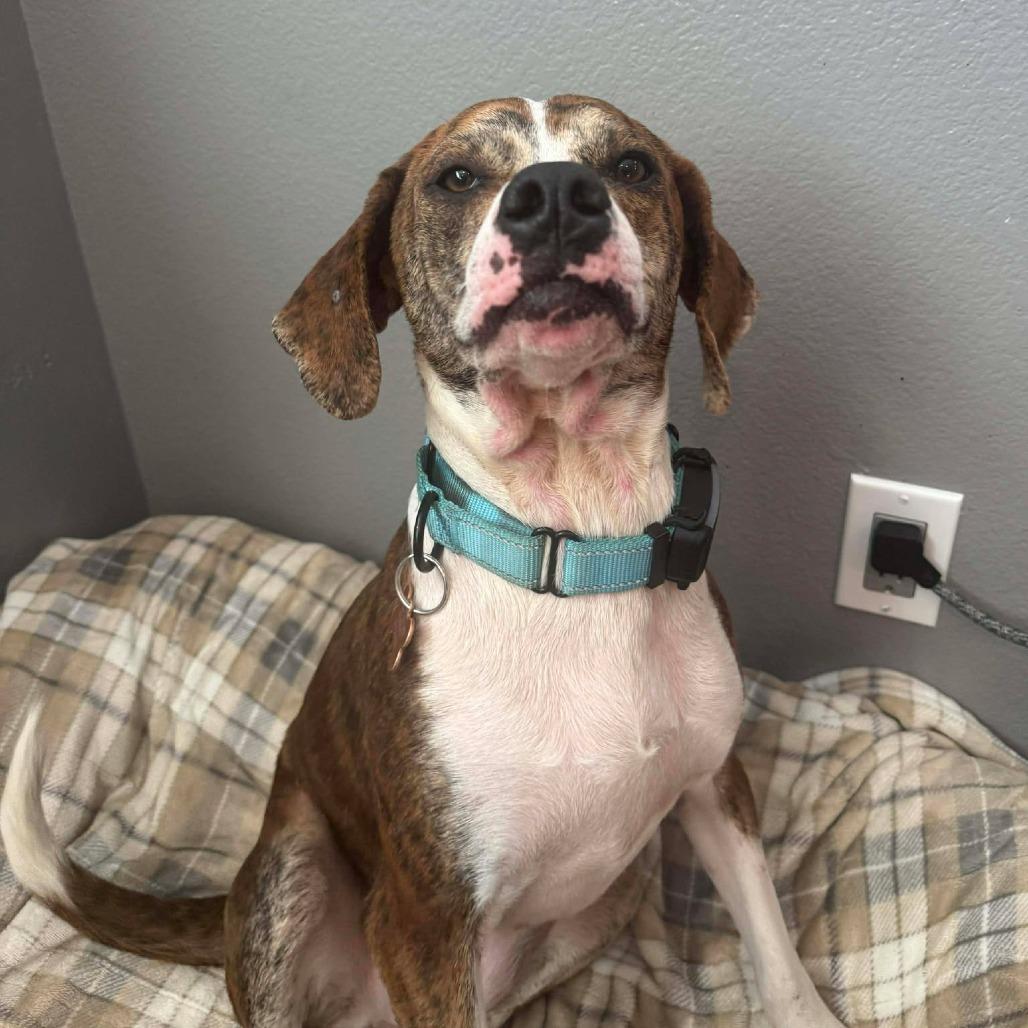 Enlarge Pickles, a Adoptable mixed breed in Bend, OR image 2/6