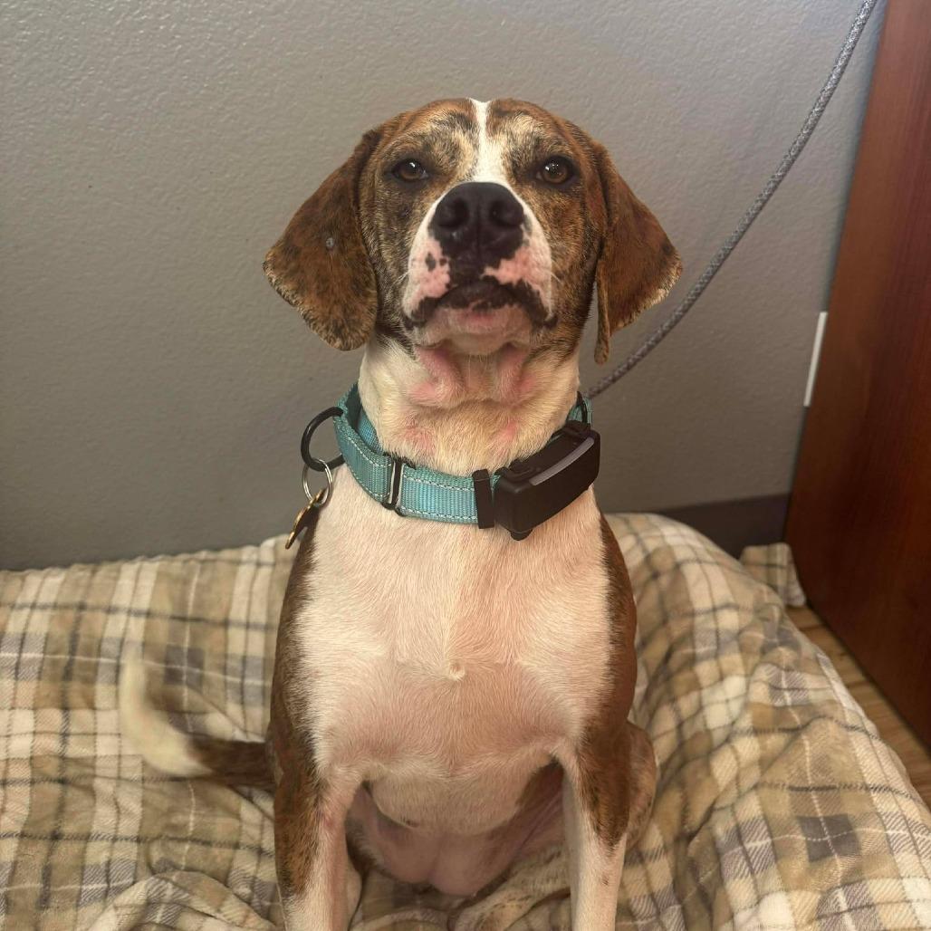 Enlarge Pickles, a Adoptable mixed breed in Bend, OR image 3/6