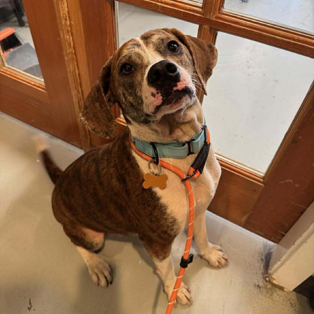 Enlarge Pickles, a Adoptable mixed breed in Bend, OR image 4/6