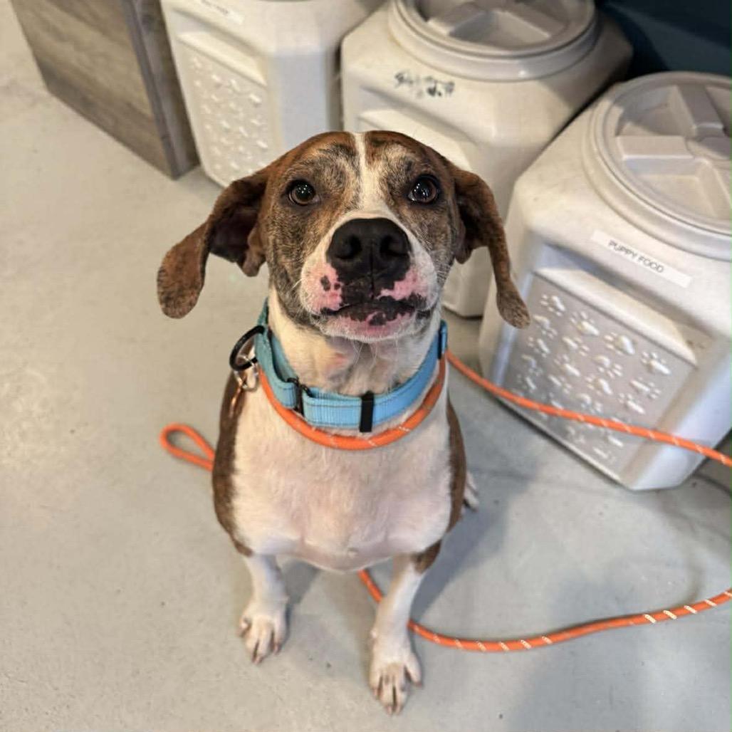 Enlarge Pickles, a Adoptable mixed breed in Bend, OR image 5/6