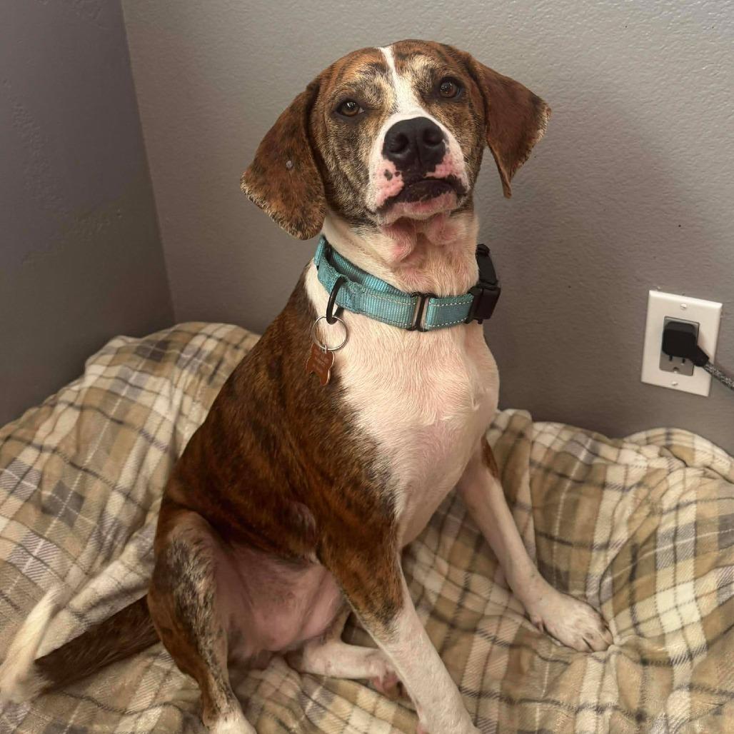 Enlarge Pickles, a Adoptable mixed breed in Bend, OR image 6/6