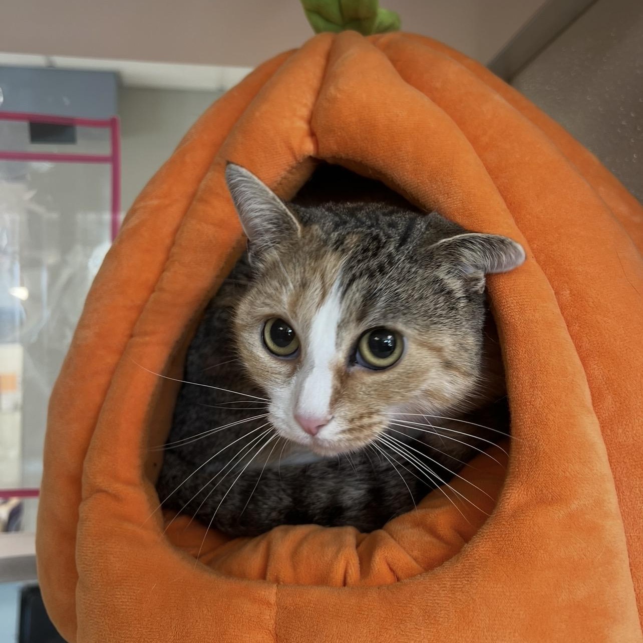 Enlarge Angel, a Adoptable Domestic Short Hair in Amsterdam, NY image 2/2
