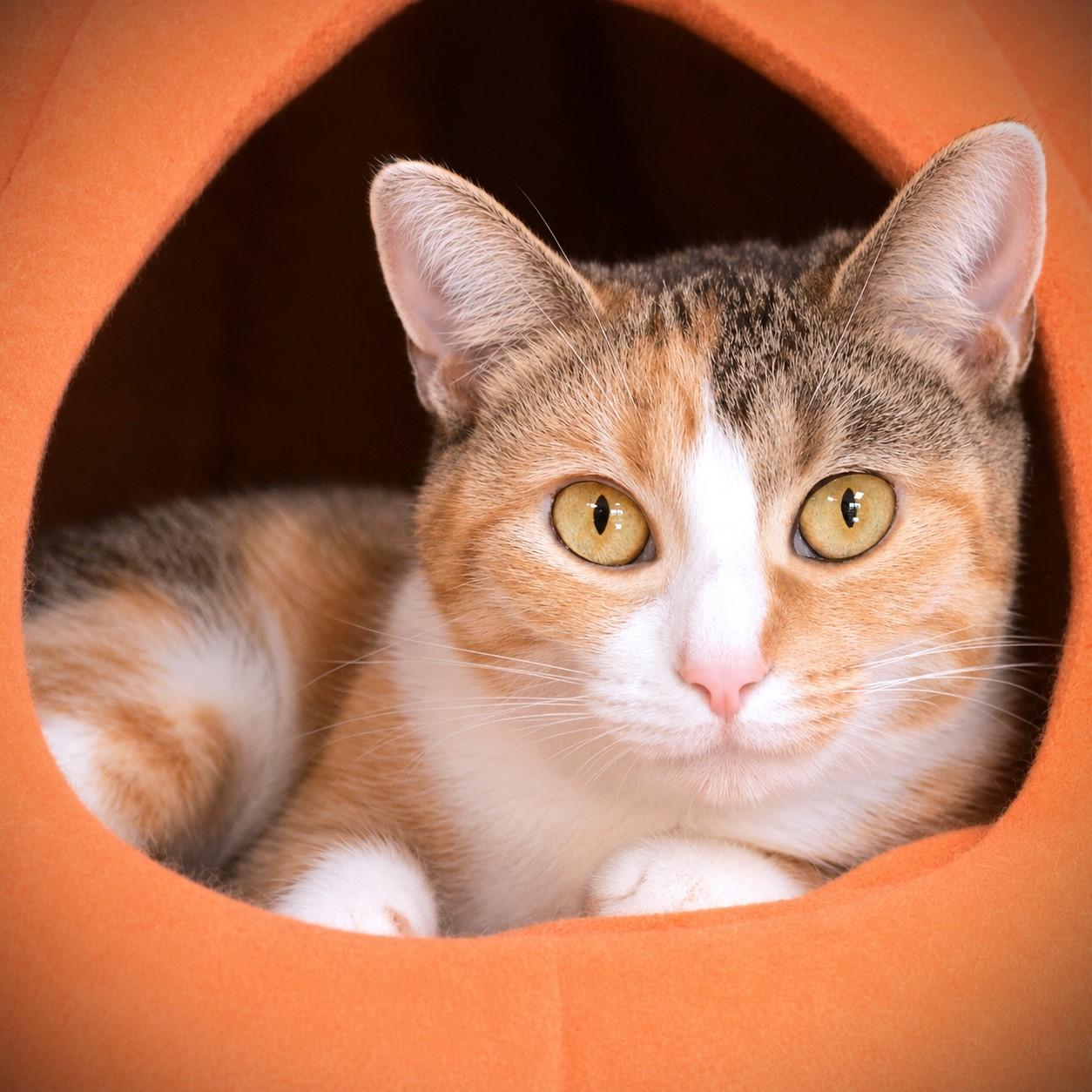 Angel, Adoptable, Adult Female Domestic Short Hair.