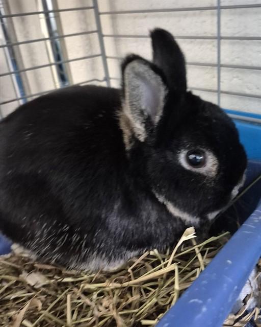 MISSTLE, Adoptable, Adult Male Bunny Rabbit.