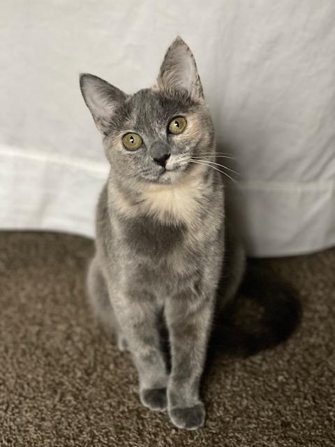 Galaxy, a ADOPTABLE Dilute Tortoiseshell in Fresno, CA image 1/6