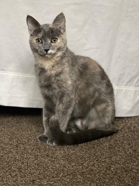 Galaxy, a ADOPTABLE Dilute Tortoiseshell in Fresno, CA image 2/6