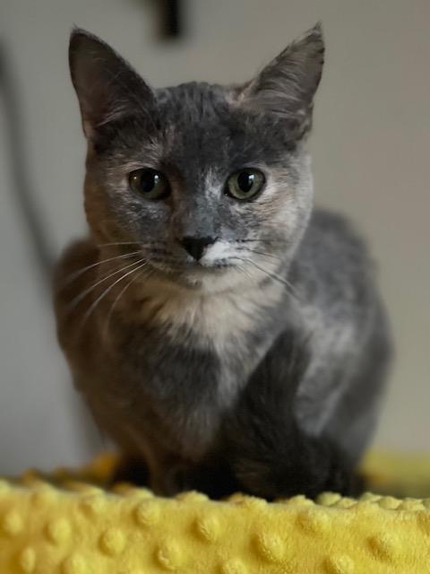 Galaxy, a ADOPTABLE Dilute Tortoiseshell in Fresno, CA image 3/6