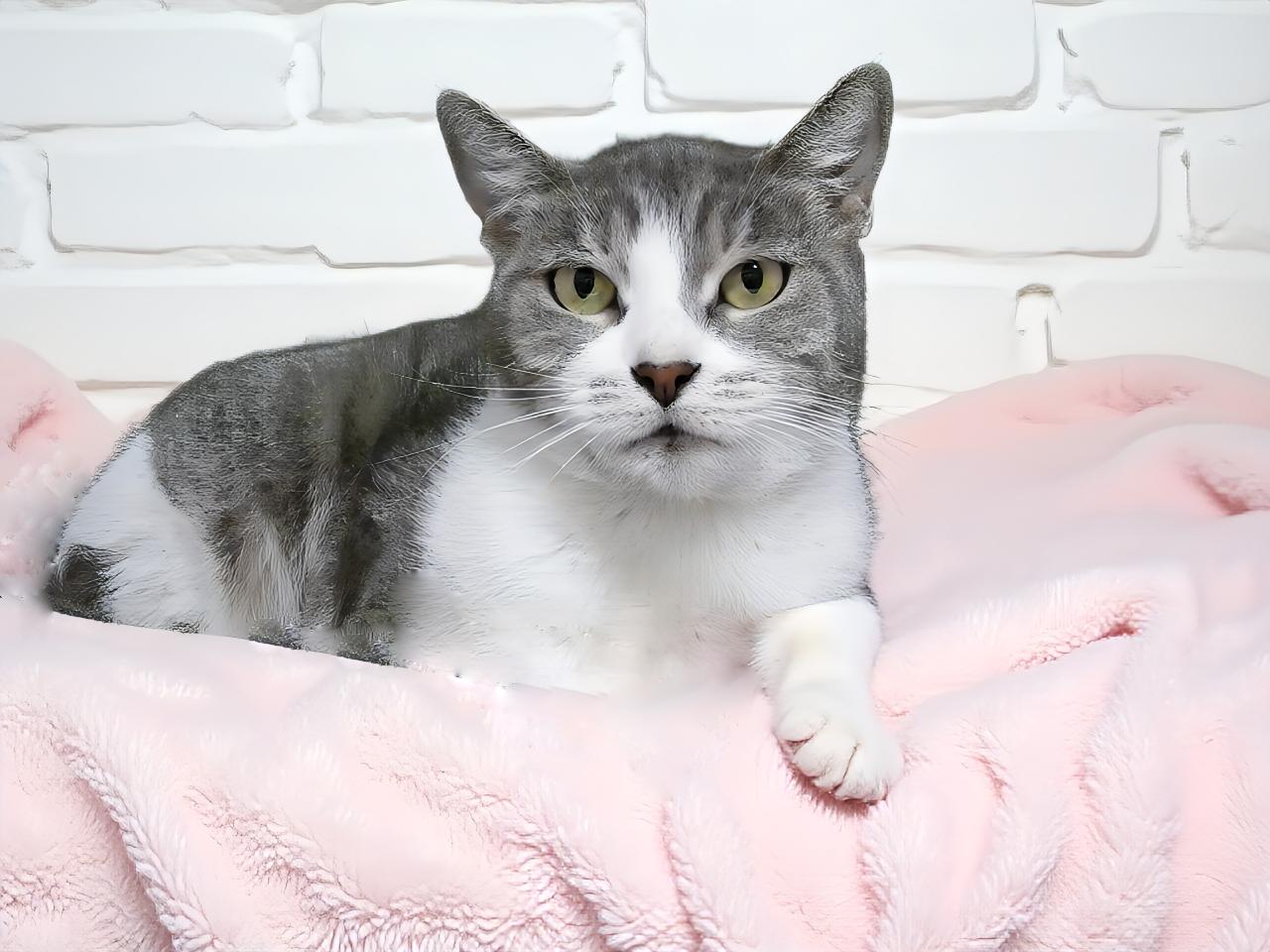LALA, Adoptable, Adult Female Domestic Short Hair.