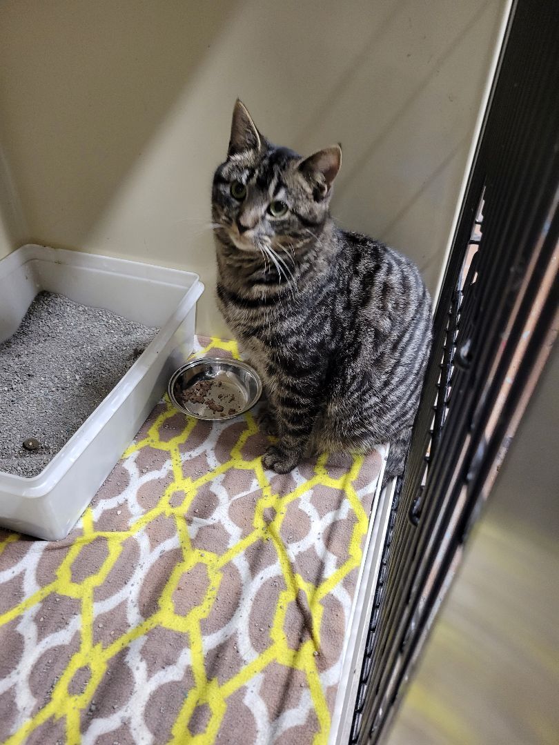 Bobby, Adoptable, Adult Male Domestic Short Hair & Tabby.