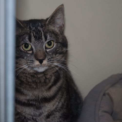 Enlarge Bobby, a Adoptable mixed breed in New Martinsville, WV image 2/6